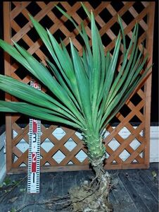 ユッカグロリオサ発芽株