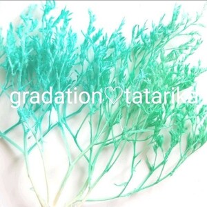 希少 グラデーション タタリカA ハーバリウム花材 ボトルフラワー リース