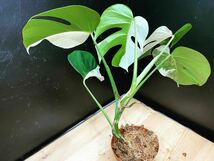 希少 斑入り モンステラ ボルシギアナ ハーフムーン　3鉢　Varigated Monstera Borsigana Half a moon_画像3