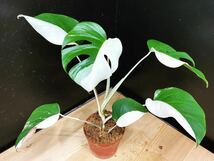 希少 斑入り モンステラ ボルシギアナ ハーフムーン　3鉢　Varigated Monstera Borsigana Half a moon_画像4