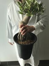 「　アデニウム　」活着済　観葉植物　コーデックス 塊根植物　塊茎植物　パキポディウム グラキリス 珍奇植物_画像3