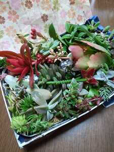 ☆多肉植物カット苗 箱にいっぱい! 25種類
