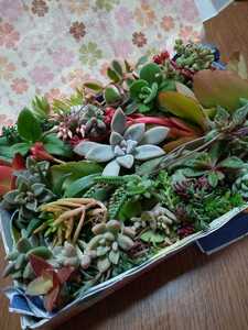 ☆多肉植物カット苗 箱にいっぱい!25種類 2セット