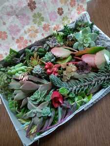 ☆多肉植物カット苗 箱にいっぱい!25種類 2セット