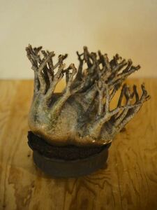コレクション大株最高樹形　パキポディウムグラキリス グラキリス　 カタチ製作所陶器鉢　塊根植物 