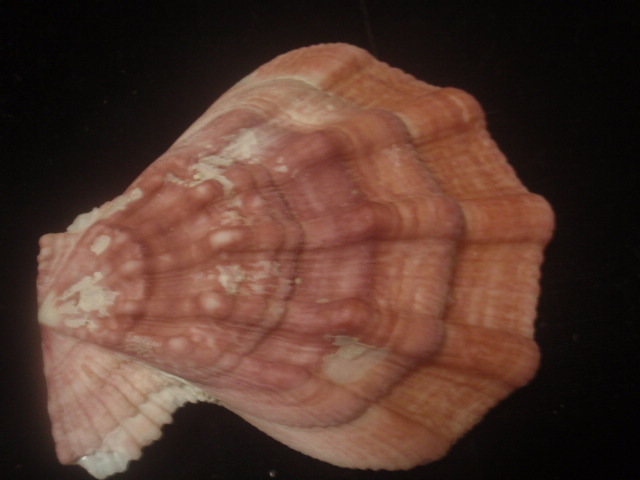 化石 骨格 標本 両殻 貝殻 美麗標本 国産