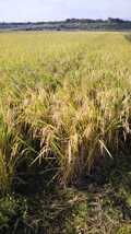新米令和3年三重県産コシヒカリ農家直送白米1Kg色彩選別機済減農薬防虫剤不使用体にやさしいお米です。40106_画像2