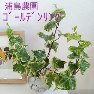 浦島農園 ヘデラ ゴールデンリング 苗 ガーデニング 寄せ植え アイビー フリル葉っぱ