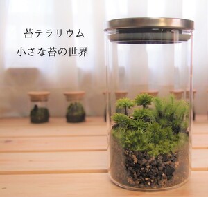 苔テラリウム 小さな苔の世界
