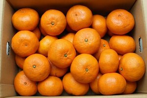 【限定2箱】[JAはまゆう] 宮崎県産 希少柑橘 西南のひかり 2Lサイズ 約5kg 1円スタート