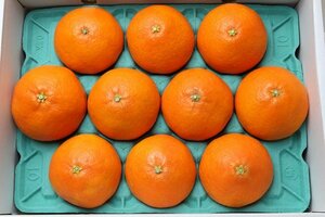【限定1箱】愛媛県特産 高級柑橘 紅まどんな 3Lサイズ 10玉入り 合計約3kg 化粧箱入り 1円スタート