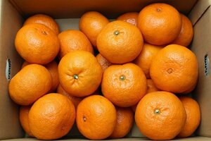 【限定2箱】[JAはまゆう] 宮崎県産 希少柑橘 西南のひかり ３Lサイズ 約5kg 1円スタート