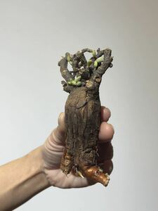 新着 ケラリア ピグマエア ☆ Ceraria pygmaea 検 パキプス グラキリス 塊根植物