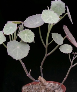 セネキオ　セネシオ　オキシリフォリウス　根茎　ケープバルブ　山野草　観葉植物　多肉植物　セダム　コーデックス　