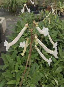 多肉植物　シンニンギア　ツビフローラ　上海の女王　夏型球根　小さな球根です　山野草　観葉植物　良い香りのお花です！