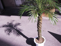 ヤシの木 フェニックス ロベレニー 約150cm 8号 シンノウヤシ パームツリー ハワイアン ディスプレイ 西海岸風 観葉植物 新築祝い 開店祝い_画像7
