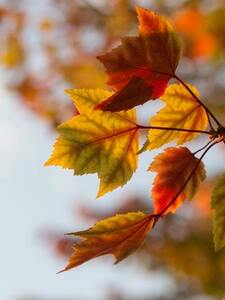 秋の自然 1円画像　フリー　画像　AUTUMN　SD012