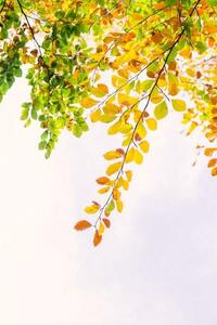 秋の自然 1円画像　フリー　画像　AUTUMN　SD027