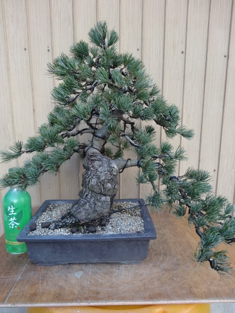 大特価 【シロ】芸術的な真柏盆栽☆ 黒松 杜松 五葉松 赤松 植物/観葉
