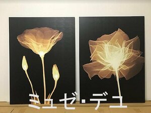 『ミュゼ・デユ』X-Ray(X線) アート 絵画 花