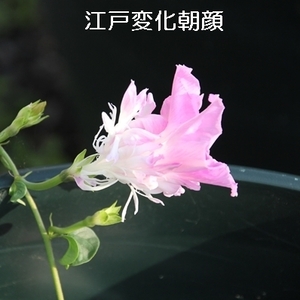 春まき花の種　江戸変化朝顔２色混合　30粒　一年草