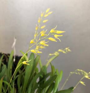 洋蘭原種 プレウロタリス Pleurothallis picta　花付き
