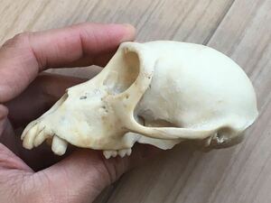 【正月セール】サルの頭骨-3 頭蓋骨　骨格標本　インドネシア　猿　skull スカル　骨　ジャンク
