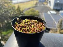 【ツルビニカルプス スワボダエ 種子10粒】サボテン 多肉植物_画像3