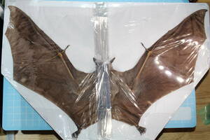 [ dry specimen ]#BT089 Java island production douk loading tsu bat . length approximately 31cm