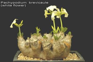 Pachypodium leucoxanthum パキポディウム ブレビカウレ 恵比寿笑い　白花　種子 10粒