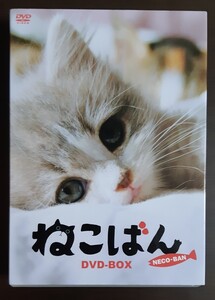 ☆伊武雅刀/りりィ☆「ねこばん」DVD BOX(TVドラマ+映画セット)