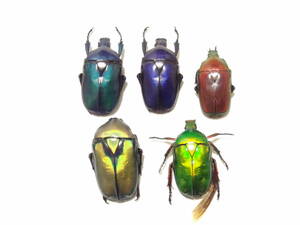 標本 オオケバネカナブン3色 ＋ 2匹 昆虫 標本 カナブン・ハナムグリ