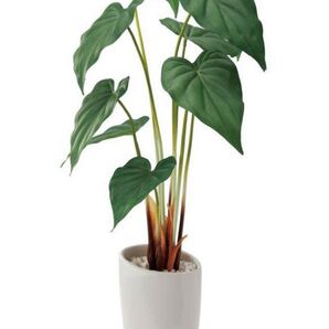 光触媒 人工観葉植物 ウォールグリーン フェイク アレンジ アロカシア55