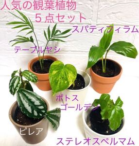 【S3】観葉植物お得な5点セット テーブルヤシ ピレア ポトス他 抜き苗