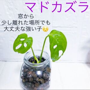 マドカズラ 根付き幼苗 抜き苗