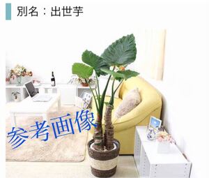 出世芋 生きた加湿器 新芽成長中 人気の観葉植物 クワズイモ 抜き苗