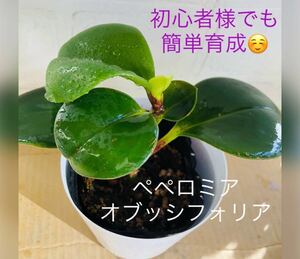 【H6】初心者様でも安心のとても強い子 ペペロミア オブッシフォリア 新芽成長中 抜き苗