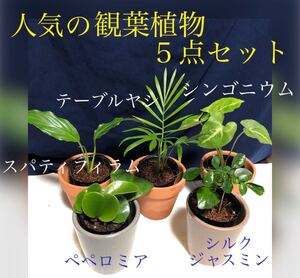 観葉植物5点セット 抜き苗の場合150円値引き可能 人気のテーブルヤシ シルクジャスミン他