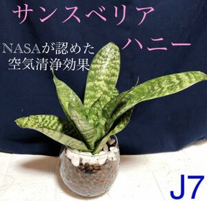 【J7】サンスベリアハニー　マイナスイオンたっぷり放出　抜き苗