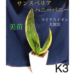 【K3】濃いグリーンに鮮やかなイエローライン サンスベリアハニーバニー 大きめ 抜き苗