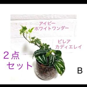 【B】人気の斑入り 観葉植物 2点セット ピレア アイビー 抜き苗