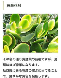 【G2】黄金花月『一攫千金』『富』『幸運を招く』金の成る木 カット苗2本セット
