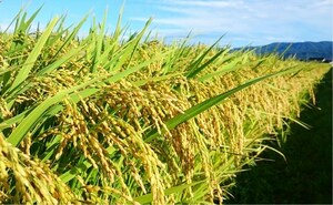 ☆送料込☆ 令和3年 新潟県 佐渡ヶ島 コシヒカリ 中米 25kg 特別栽培米