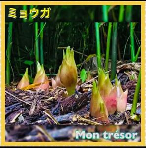 5株 ミョウガ 【野放し・手間いらず】球根(地下茎)