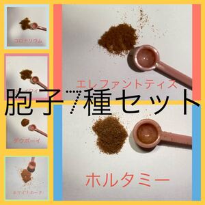 17種類から選べる 7種セット 胞子 少量 ビカクシダ コウモリラン