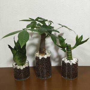金運アップ!ハイドロカルチャー ミニ観葉植物3点セット パキラ他