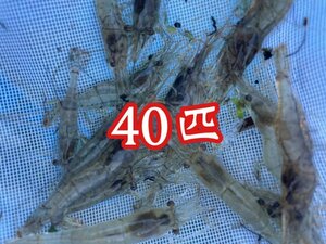 スジエビ40匹【特価品】ミナミヌマエビ ヤマトヌマエビ アロワナ ポルカ 大型魚の活エサに 釣り餌にも　ヒメダカ ミジンコ同梱包制限あり
