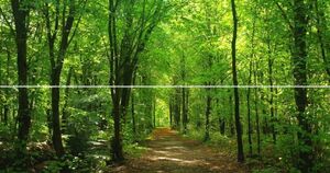 【特大上下2枚仕様】緑と黄葉のコントラスト 森林 パノラマ 森林浴 目の保養 癒し パノラマX版 2210mm×576mm×2枚 102X1W