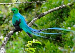 Art hand Auction Quetzal, नीले हरे, दुनिया का सबसे खूबसूरत पक्षी, पौराणिक पक्षी, चिड़िया, पेंटिंग शैली वॉलपेपर पोस्टर, A2 आकार, 594 x 420 मिमी (छीलने योग्य स्टिकर प्रकार) 003A2, प्रिंट करने की सामग्री, पोस्टर, विज्ञान, प्रकृति