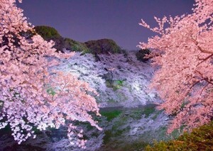 夜桜 さくら 千鳥ヶ淵 シダレザクラ 八重桜 絵画風 壁紙ポスター A2版 594×420mm（はがせるシール式）003A2